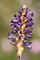 Orobanche lavandulacea