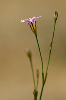 Gipskruid; Low Baby's breath; Gypsophila muralis;