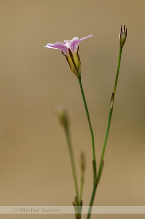 Gipskruid; Low Baby's breath; Gypsophila muralis;