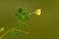 Medicago murex