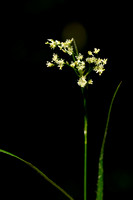 Witte Veldbies - White Wood-rush - Luzula luzuloides