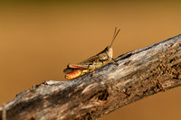 Ratelaar; Bow-winged Grasshopper; Chorthippus biguttulus
