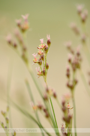 Platte rus; Round-fruited Rush; Juncus compressus