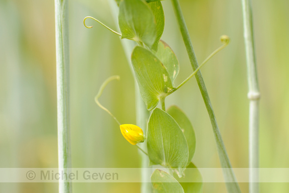 Naakte Lathyrus; Yellow Vetchling; Lathyrus aphaca;