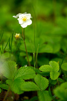 Grote bosaardbei; Musk Strawberry; Fragaria moschata