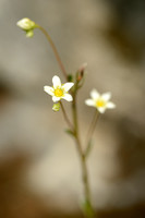 Trosstreenbreek; Livelong Saxifrage; Saxifragga paniculata