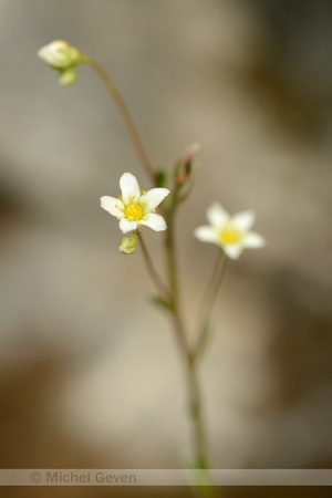 Trosstreenbreek; Livelong Saxifrage; Saxifragga paniculata