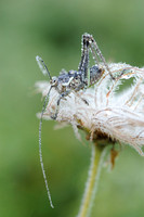 Greppelsabelsprinkhaan; Roesel's Bush Cricket; Metrioptera roese