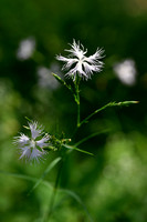 Prachtanjer; Superb Pink; Dianthus superbus