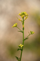 Vroeg Barbarakruid; Land cress; Barbarea verna