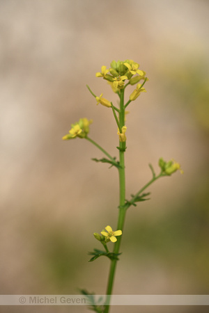 Vroeg Barbarakruid; Land cress; Barbarea verna