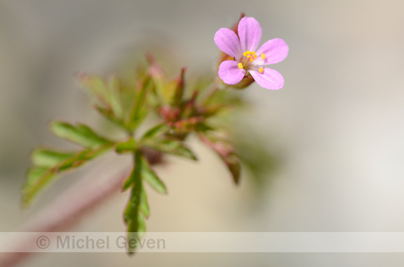 Klein Robertskruid; Little Robin; Geranium purpureum;