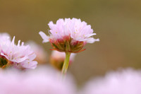 Engels Gras - Thrift - Armeria maritima