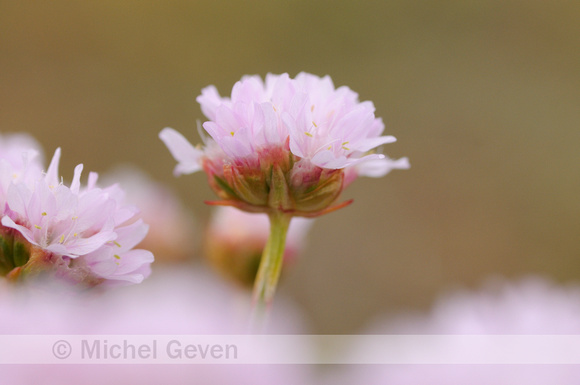 Engels Gras; Thrift; Armeria maritima