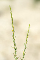 Gewoon Vogelkopje - Annual thymelaea - Thymelaea passerina