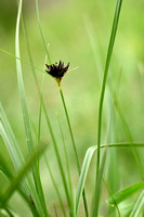 Dichte veldbies - Dense woodrush - Luzula congesta