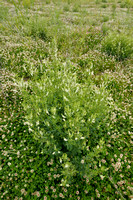 Witte Honingklaver - White Melilot - Melilotus alba