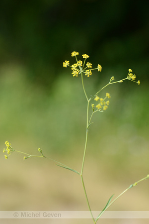 Sikkelgoudscherm; Sickle-leaved hareÕs-ear; Bupleurum falcatum