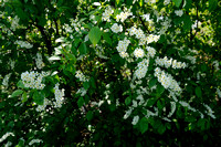 Gewone Vogelkers; Bird Cherry;  Prunus padus;