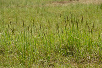 Duinriet; Wood Small-reed; Calamagrostis epigeios