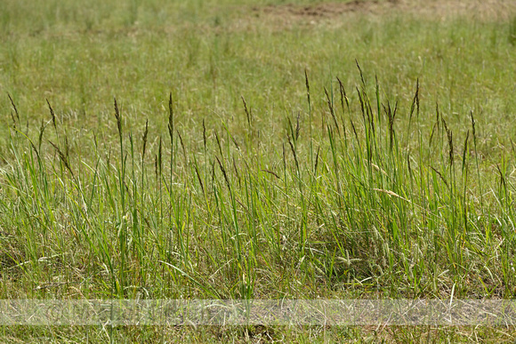 Duinriet; Wood Small-reed; Calamagrostis epigeios