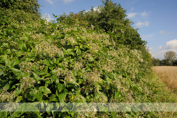 Bosrank; Traveller's Joy;Clematis vitalba