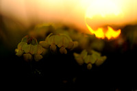 Gewone Rolklaver; Lotus corniculatus; Common bird's-foot trefoil