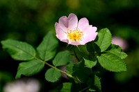 Rosa marginata