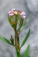 Rotsaethionema -  Aethionema saxatile