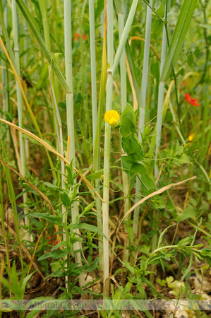 Naakte Lathyrus; Yellow Vetchling; Lathyrus aphaca;