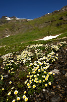 Gletsjerboterbloem; Ranunculus glacialis