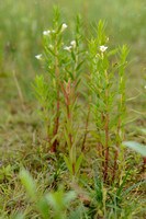 Genadekruid; Hedge Hyssop; Hedgehyssop; Gratiola officinalis