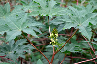 Wonderboom - Castor Bean - Ricinus communis