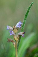 Blauwe bremraap; Yarrow Broomrape; Orobanche purpurea