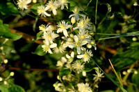 Bosrank; Traveller's Joy; Clematis vitalba