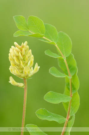 Hokjespeul; Wild Liquorice; Astragalus glycyphyllos