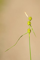 Schubzegge - Long-stalked Yellow-sedge - Carex lepidocarpa