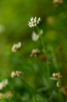 Badassi; Dorycnium pentaphyllum