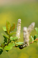 Salix hastata