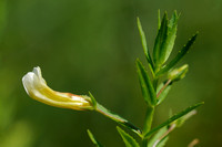 Genadekruid; Hedge Hyssop; Gratiola officinalis