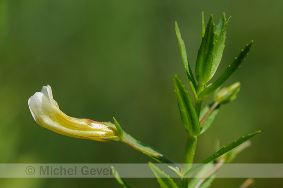 Genadekruid; Hedge Hyssop; Gratiola officinalis