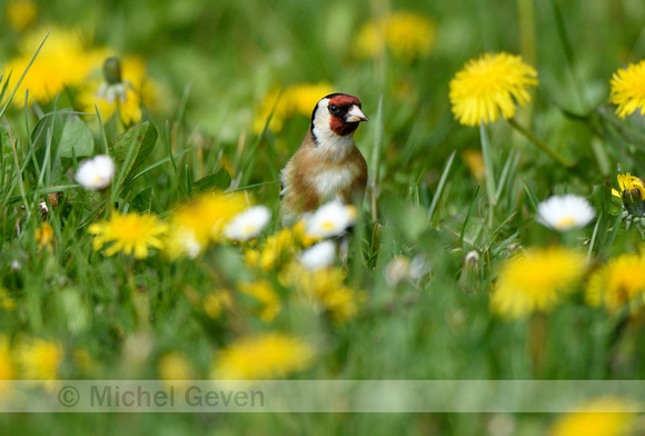 Putter; European Goldfinch; Carduelis carduelis