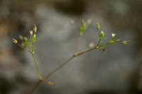 Minuartia hybrida subsp. Laxa