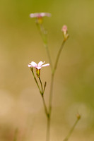 Gipskruid; Low Baby's breath; Gypsophila muralis;