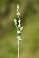 Akkerviltkruid; Field Cudweed; Filago arvensis