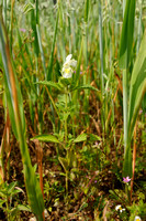 Bleekgele Hennepnetel; Downy Hemp Nettle; Hempnettle; Galeopsis