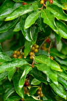 Langstelige olijfwilg; Japanese Berry; Elaeagnus multiflora