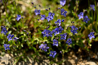 Rotsereprijs; Rock Speedwell; Veronica fruticans