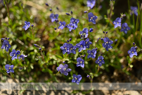 Rotsereprijs; Rock Speedwell; Veronica fruticans