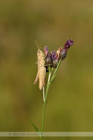 Gouden sprinkhaan; Large Gold Grasshopper; Chrysochraon dispar